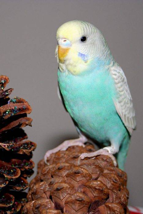 Самые популярные виды окрасов волнистых попугаев