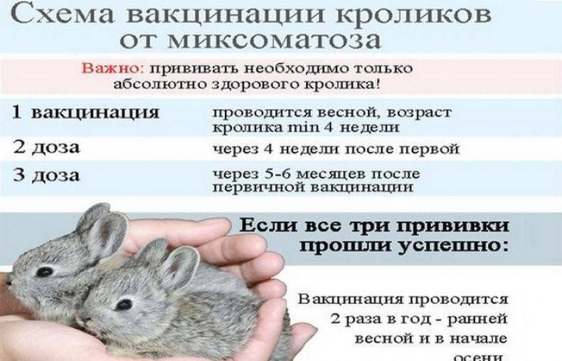 Как узнать что крольчиха беременна