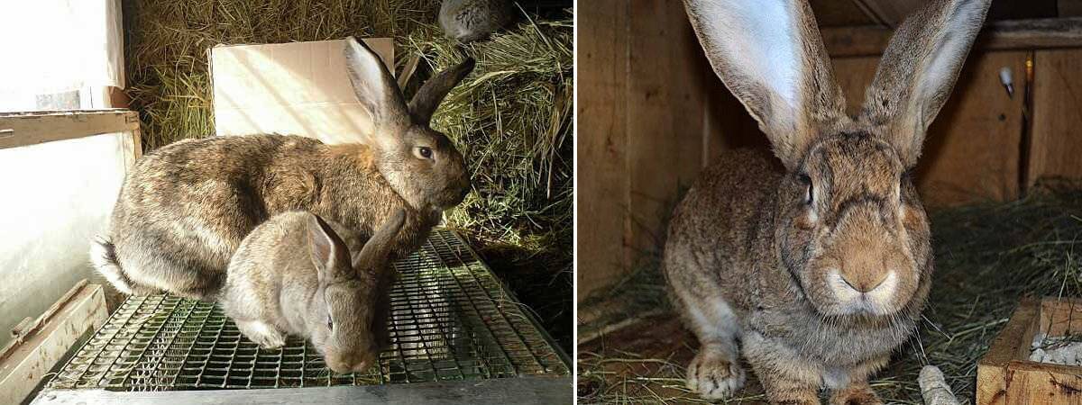 Порода кроликов серый великан: содержание, кормление и разведение животных