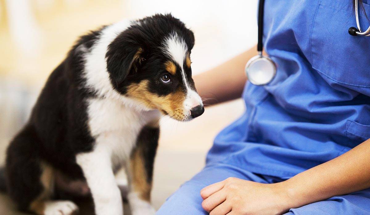 Инфекционные заболевания собаки - график прививок и профилактика, лечение | болезни собак
