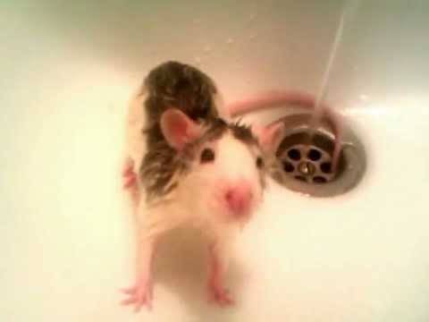 Как купать крысу в домашних условиях?