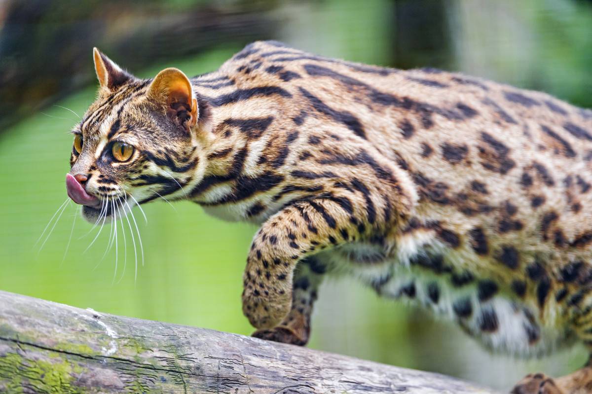 ﻿ леопардовая кошка азиатская: описание породы, среда обитание, приручение. леопардовый кот