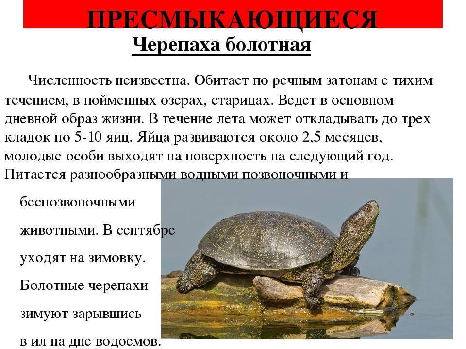 Животные красной книги россии и мира: самый полный список, фото, описание — женские советы