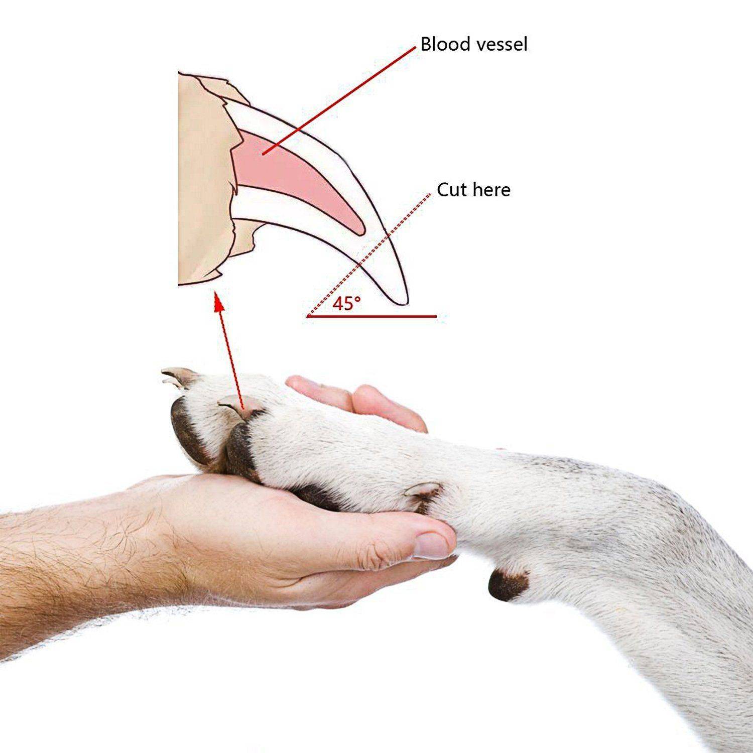 Как подстричь когти щенку кане корсо