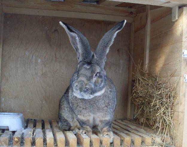 Кролики ризен – немецкие великаны