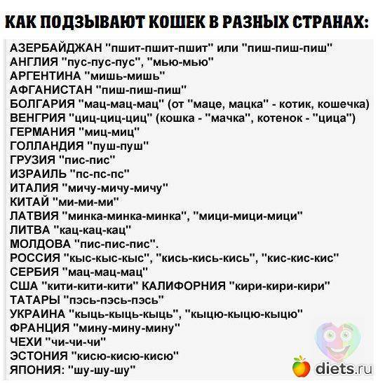 «кис-кис-кис — не работает». парень звал российских кошек на разных языках и узнал — русских среди них нет