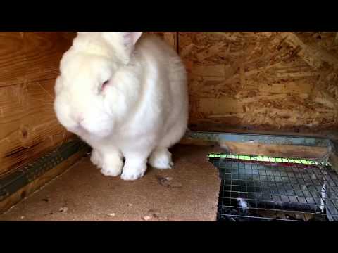 Чем дезинфицировать клетки кроликов в домашних условиях?