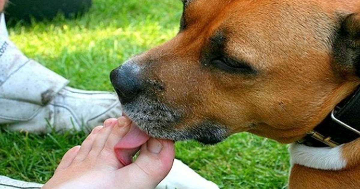 Почему собака вылизывает хозяину руки и лицо: причины, требующие коррекции поведения