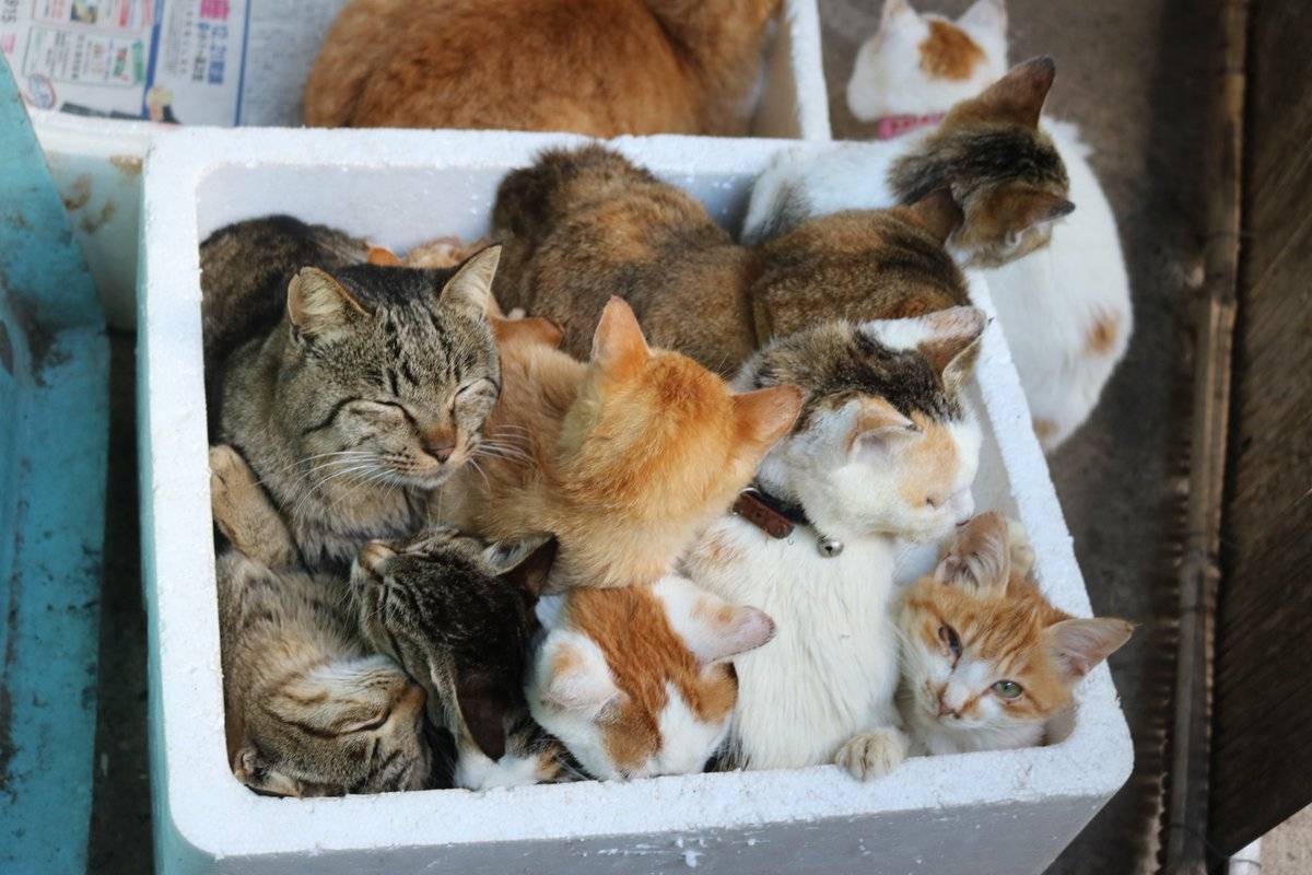 Приют для кошек: что это, куда отдать животное, если оно стало не нужно, как взять домой котенка из передержки, правила и особенности