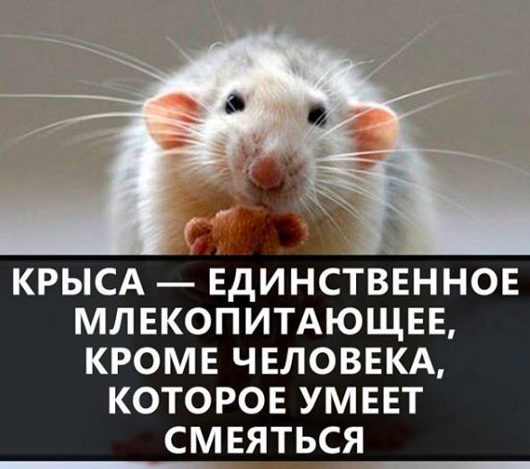 Почему крыса смеется и умеет ли она смеяться? (обновлено)