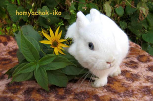 Питание обычных и декоративных кроликов: можно ли животному давать топинамбур? практические рекомендации