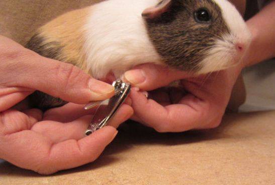 Как подстричь когти морской свинке в домашних условиях: пошаговая инструкц