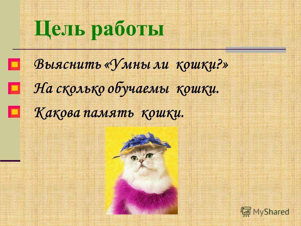 Память у кошек - есть ли и какая - kotiko.ru