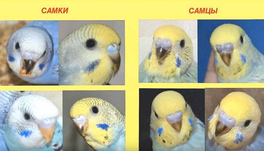 Определение пола ожереловых попугаев  - энциклопедия владельца птицы