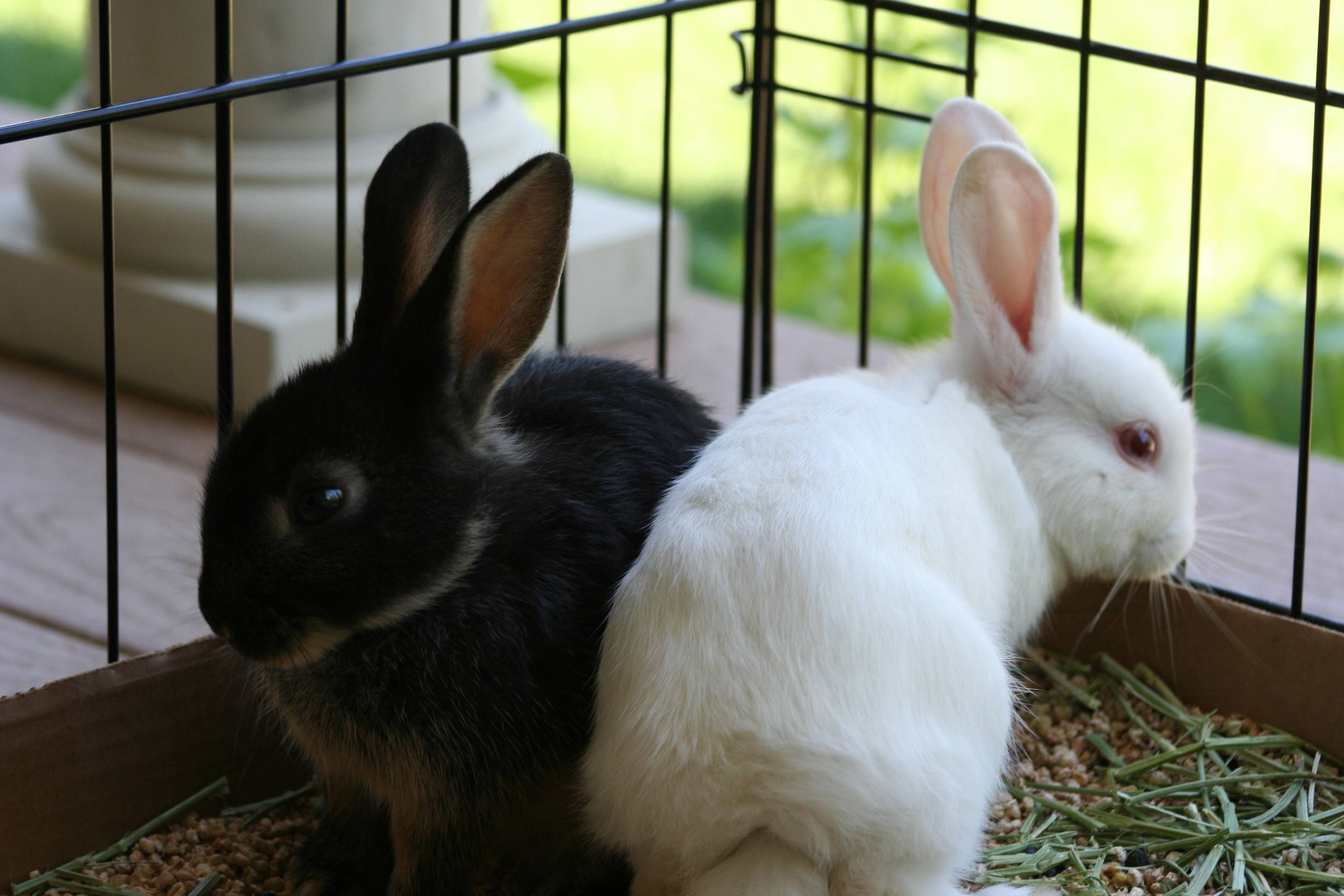 Топ-10 самых маленьких карликовых кроликов домашних пород в рейтинге zuzako