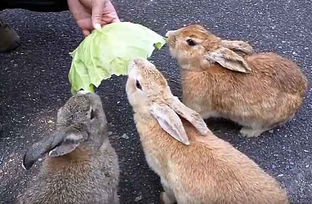 Можно ли кормить декоративного кролика капустой