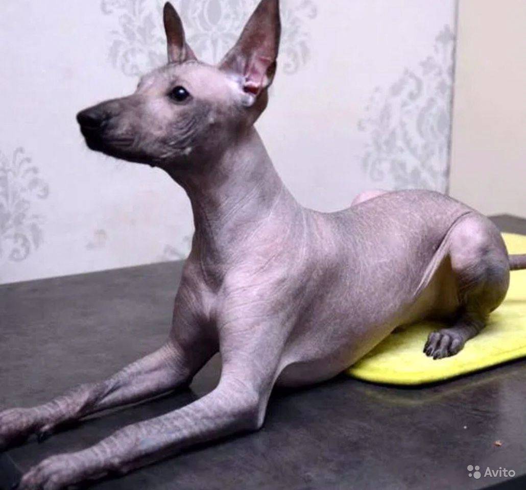Перуанская голая собака стандарты пород собак fci на русском языке