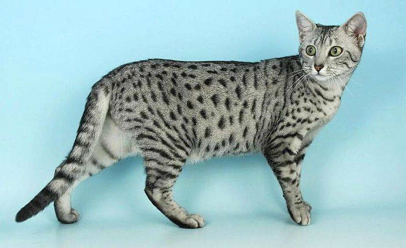 Внешний вид, характер и содержание египетской породы кошек