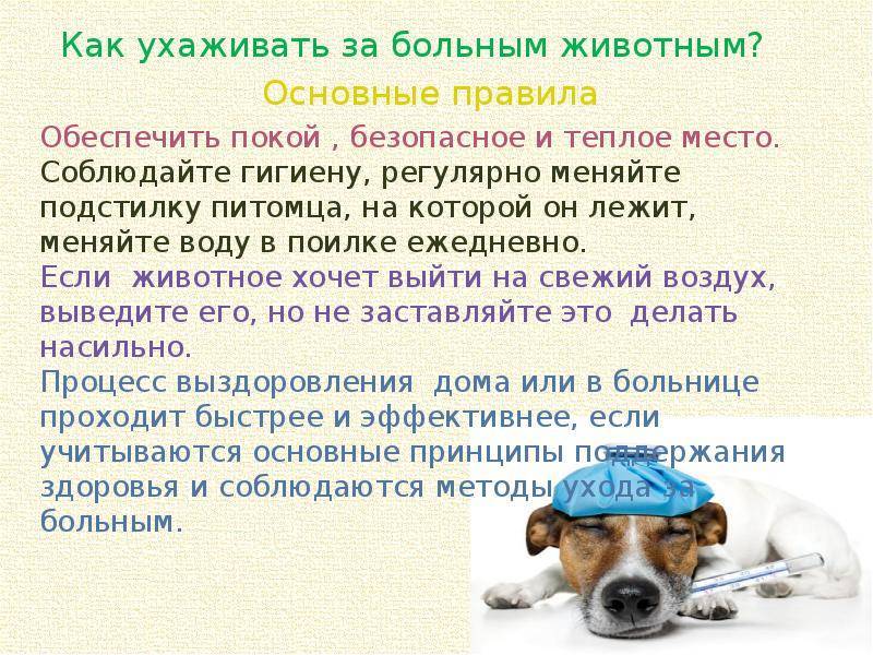 Как ухаживать за собакой? собаки: содержание и уход :: syl.ru