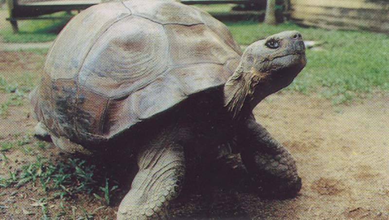 ᐉ гариетта - черепаха чарльза дарвина - zoopalitra-spb.ru
