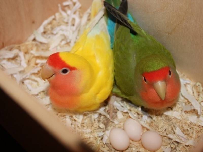 Особенности ухода и кормления птенцов корелл в домашних условиях