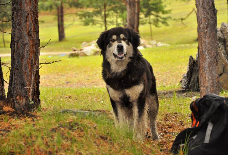 Бурят-монгольский волкодав: фото и описание породы собак "хотошо"