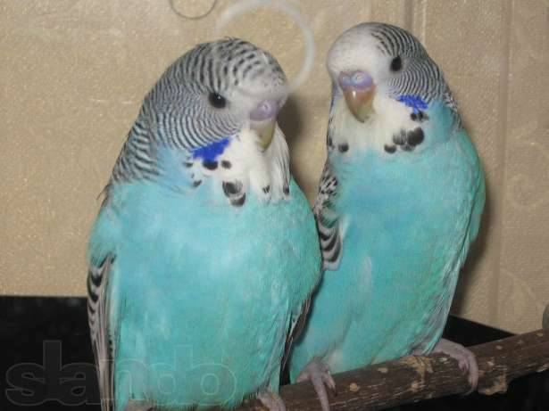 Как научить волнистого попугая говорить? как за 5 минут научить разговаривать попугая-мальчика и девочку в домашних условиях?