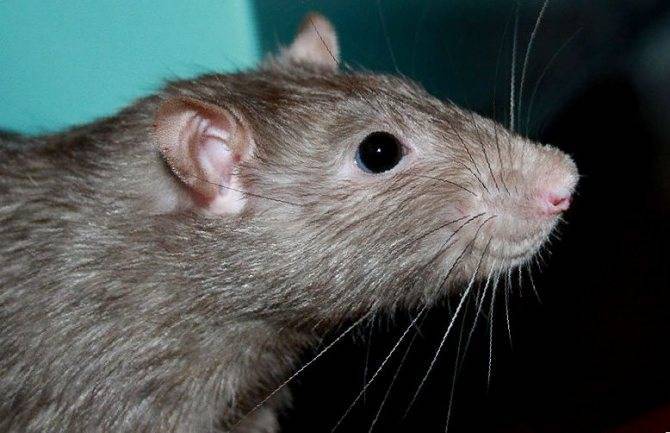 Звуки крыс или о чём говорят декоративные крысы ' грызуны '