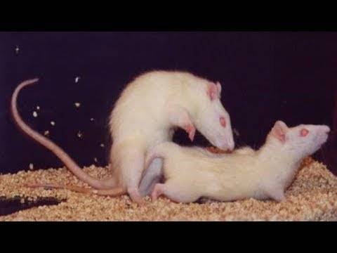 ᐉ как размножаются декоративные крысы: разведение и спаривание в домашних условиях - zoopalitra-spb.ru