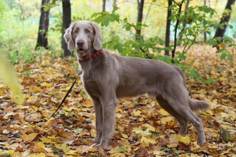 Охотничья собака веймарская легавая ✱ описание породы длинношерстного веймаранера