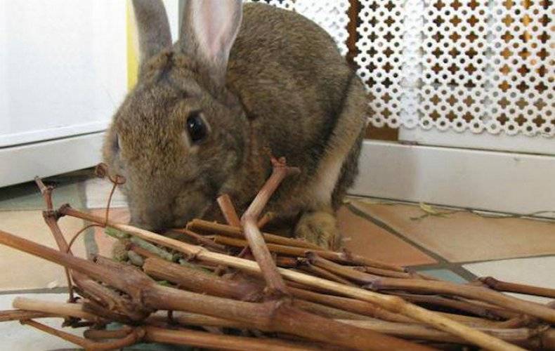 Какие ветки можно давать кроликам — особенности кормления и заготовки