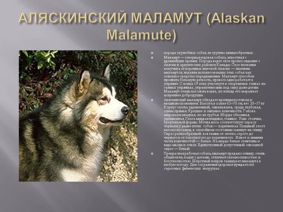 Аляскинский маламут описание собаки