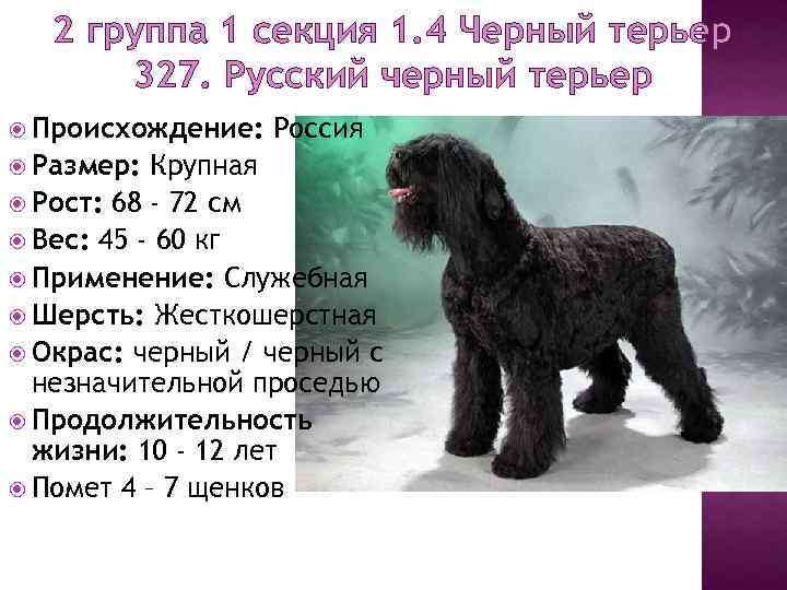 Русский черный терьер: характеристика и описание породы