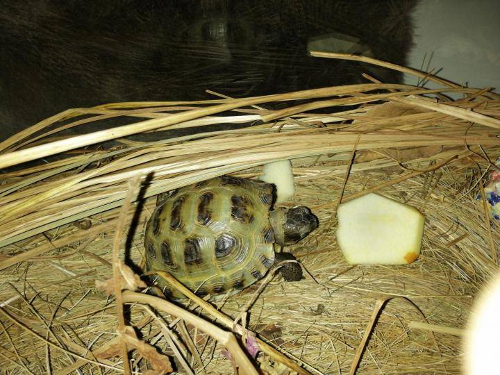 Сколько красноухая черепаха может находиться без воды, как долго она проживет на суше