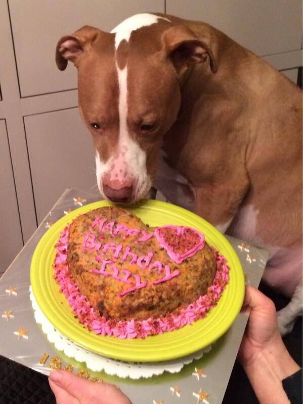 Как испечь торт для собак? рецепт | dogkind.ru