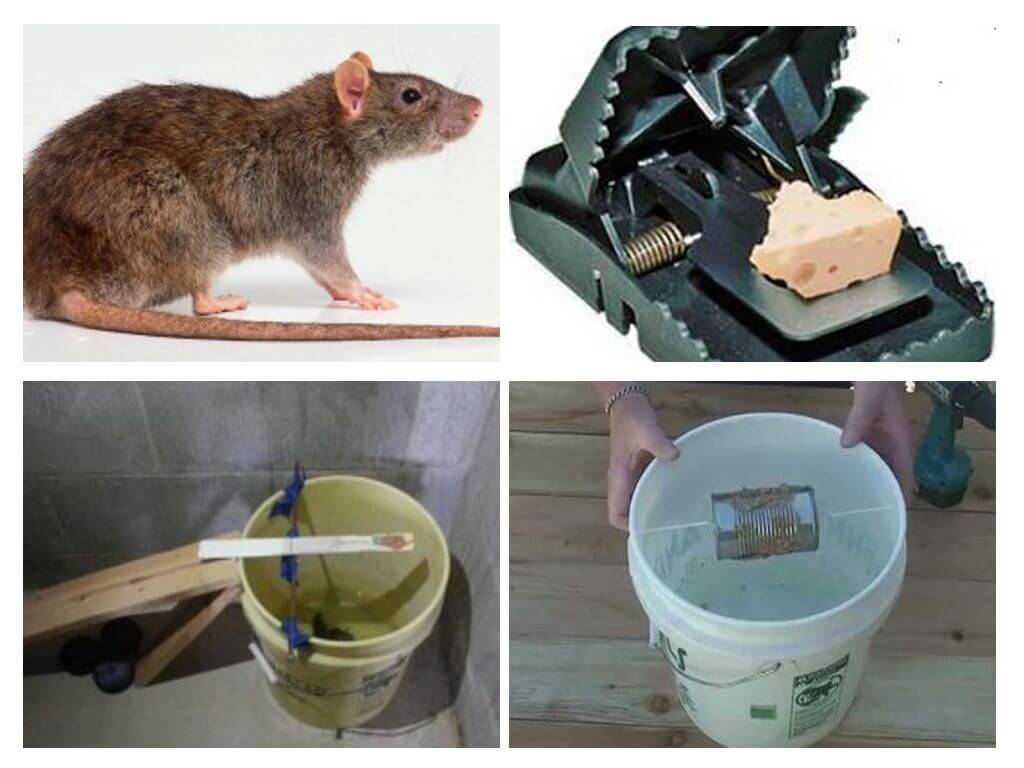 Крысоловки - рейтинг лучших устройств для ловли крыс, отзывы