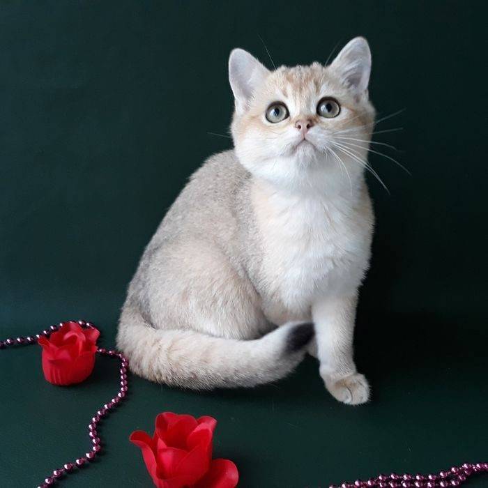 Золотая шиншилла — благородная британская кошка