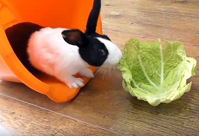 Давать кроликам капусту можно, какие виды будут исключением, норма в день