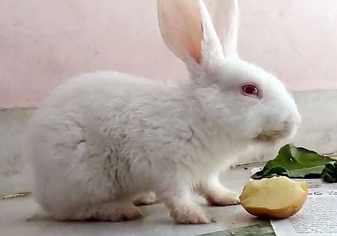 Сырой картофель для кроликов: можно ли давать и в каком количестве