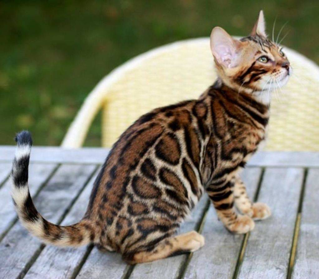 ᐉ самые редкие окрасы кошек - ➡ motildazoo.ru