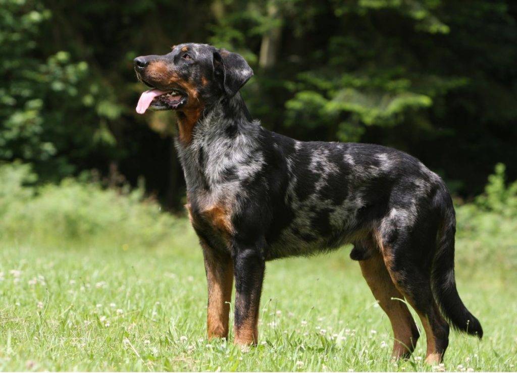 Босерон (собака): фото, описание породы, характер и цены