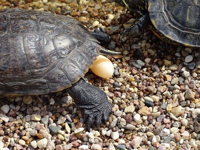 До скольких лет живут черепахи: максимальный возраст в природе, домашних условиях