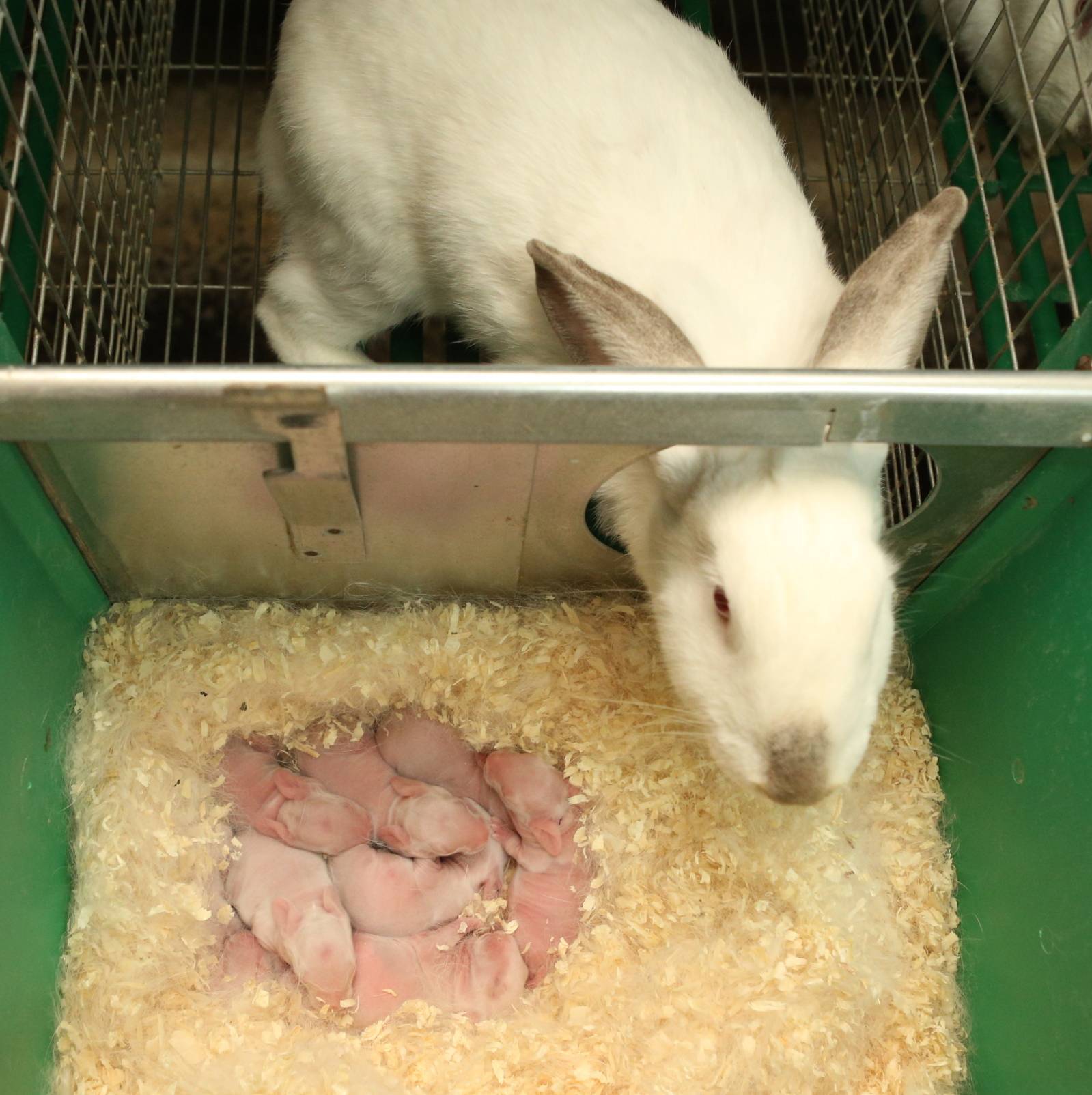 Как и чем кормить маленьких крольчат с крольчихой и без: рацион и нормы кормления