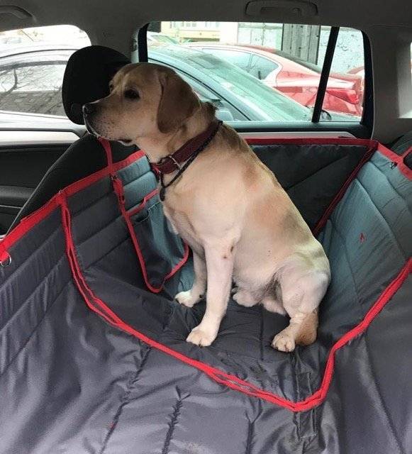 Назначение и разновидности автогамака на заднее сидение для перевозки собаки