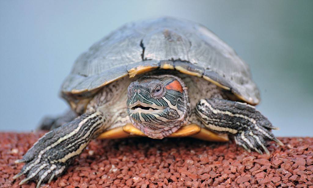 Как и сколько спят красноухие черепахи в домашних условиях?