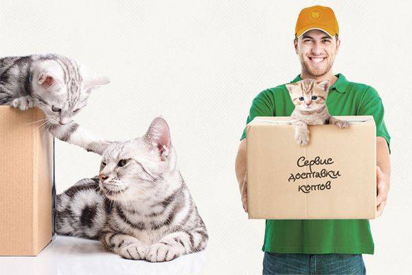Как кошки переносят смену хозяев. переезд в новую квартиру, новый дом с кошкой или котом