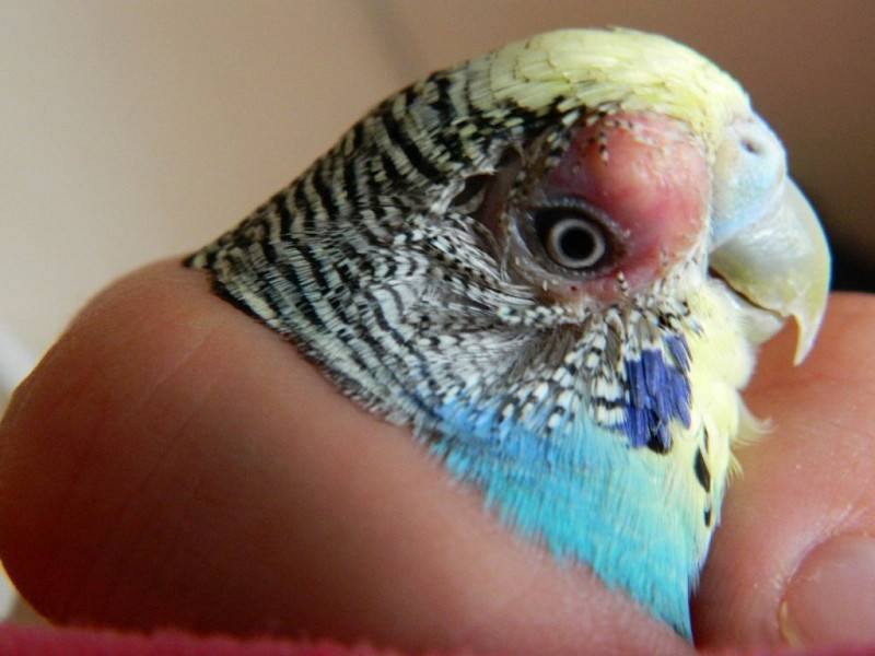 Болезни глаз у волнистых попугаев - симптомы и лечение
