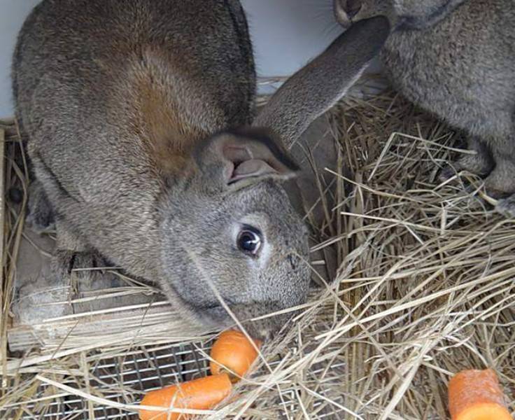 Можно ли кормить кроликов хлебом и сухарями