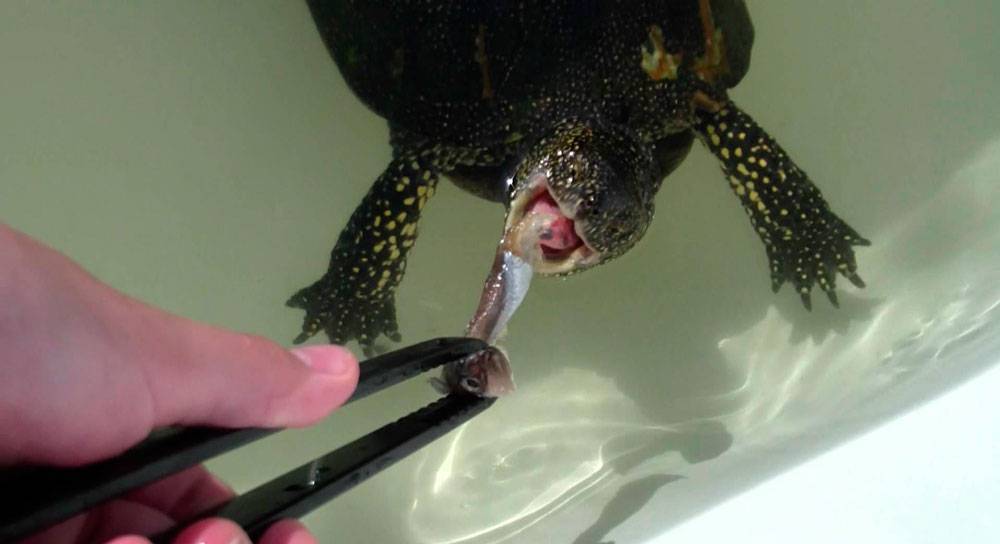 Чем питаются болотные черепахи