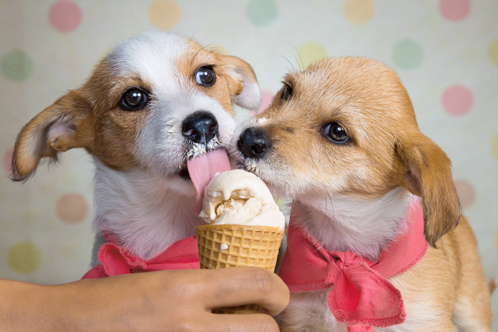 Можно ли собакам сладкое? секреты здорового питания | ваши питомцы